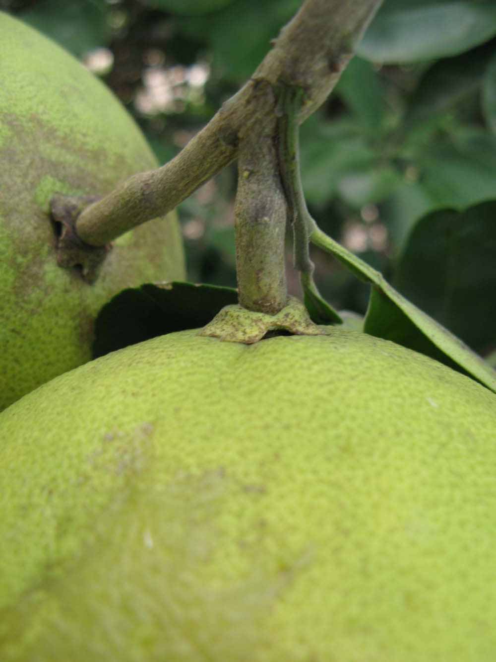            Fruit (Winter Haven, FL)   